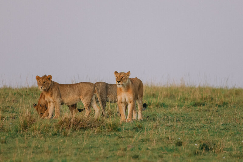 safariedited-527