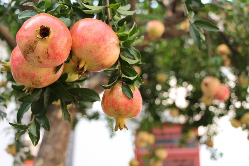 pomegranate-989551_1280