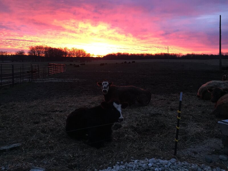 Cows sitting in a filed at sunset
