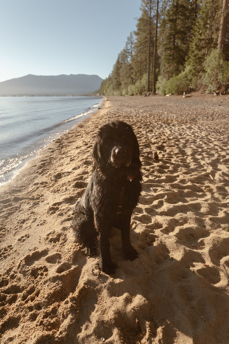 Kumo Bear at Kiva Beach 2