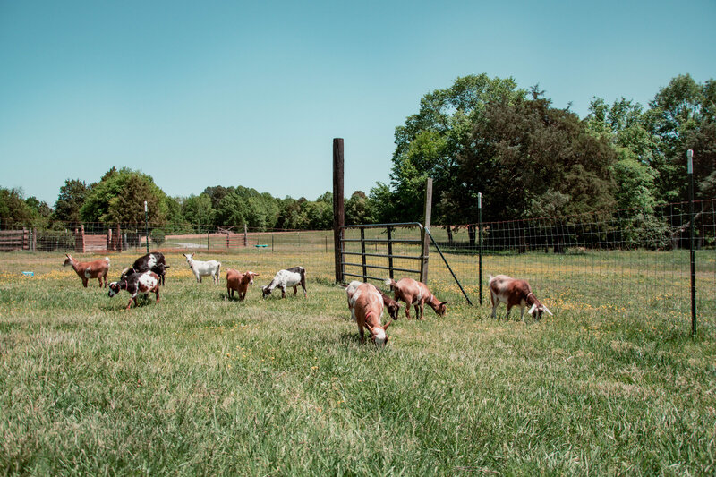 Allen Durham Family Farm (17)