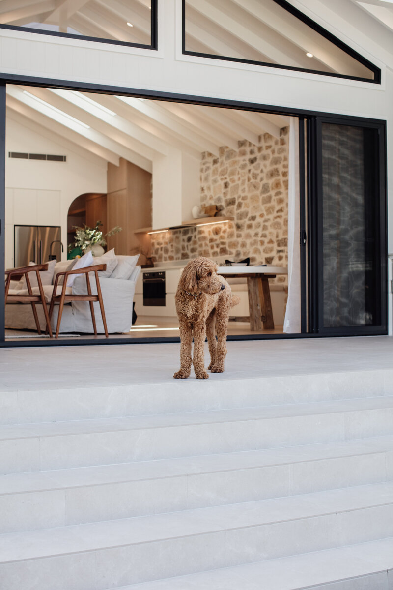 A curly-haired dog stands on white steps before a modern living room, designed with stone walls and wooden accents. This stylish space reflects the impeccable taste of a Newcastle Interior Designer, blending comfort and elegance seamlessly.