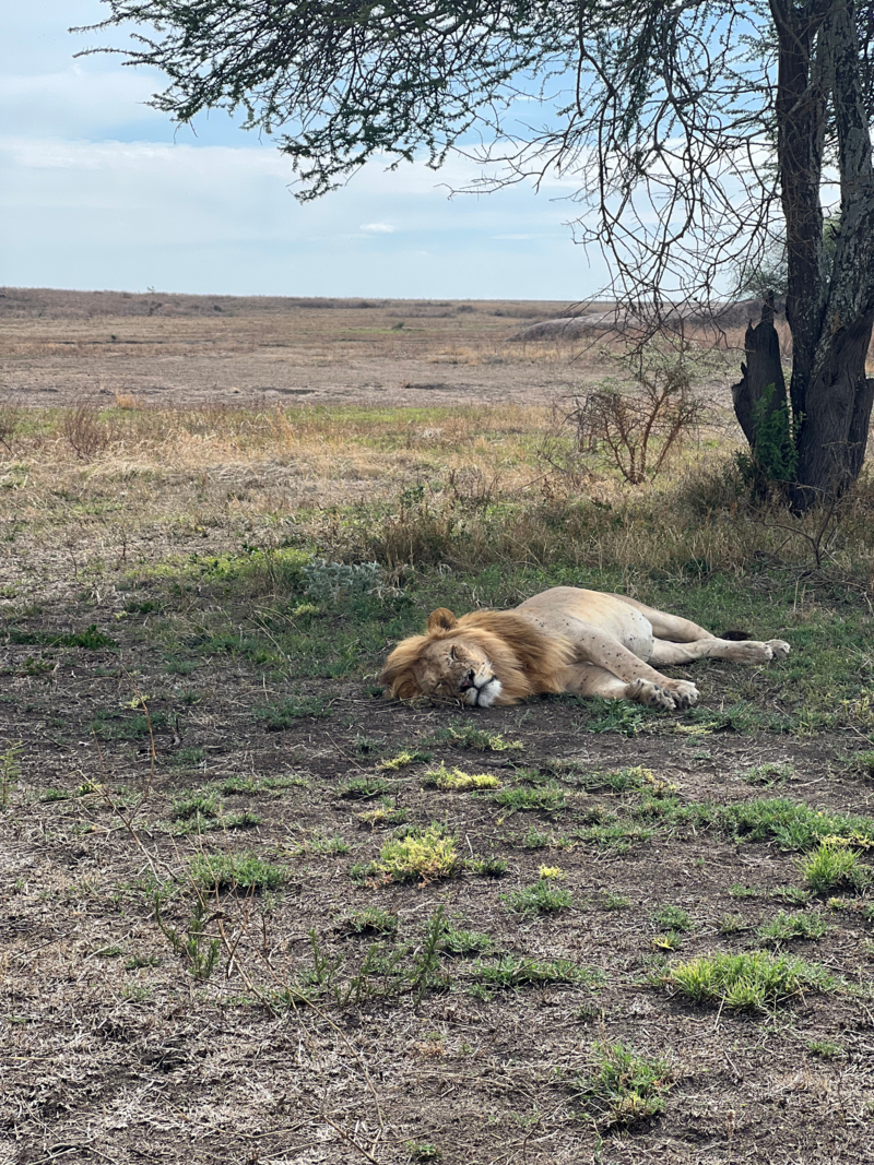 Serengeti(4)