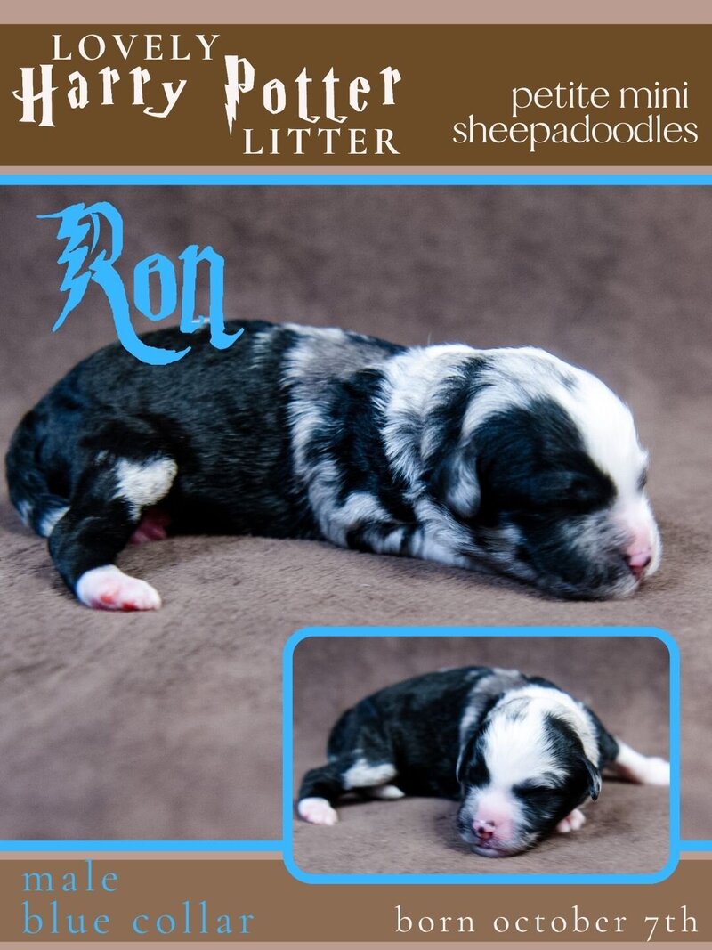 HP - Blue Ron Male