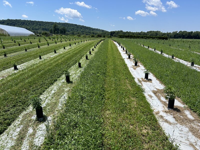 Young Cannabis plants starting to grow in the field