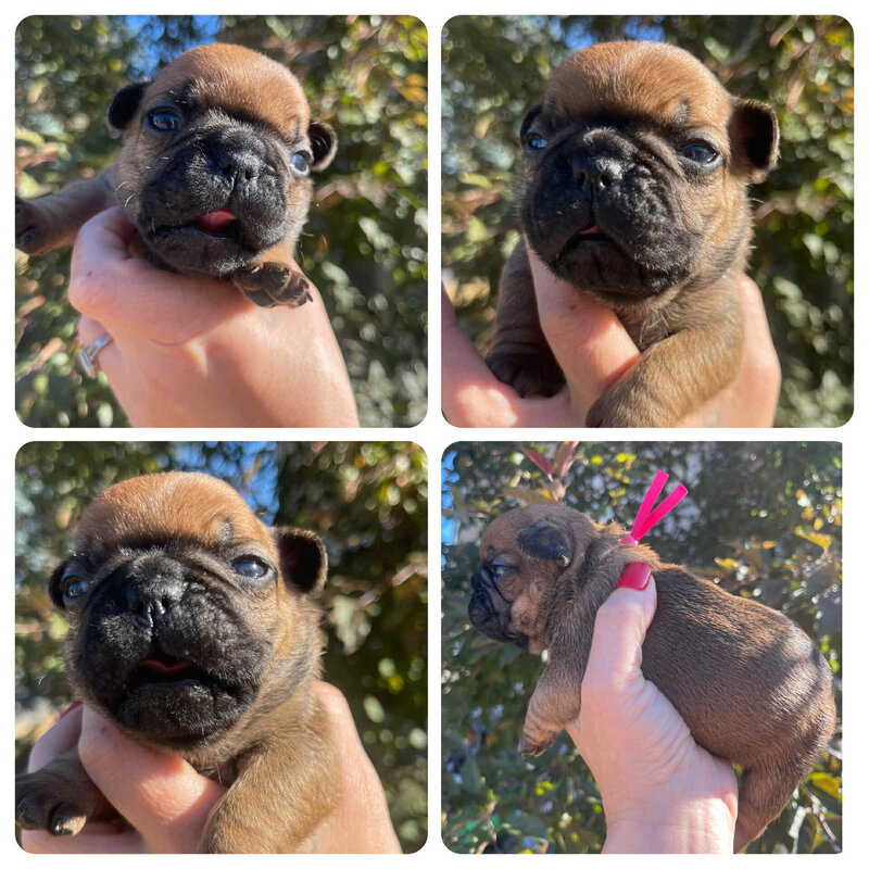 Beloved Frenchies pink collar red fawn frenchie puppy being held in the sunshine