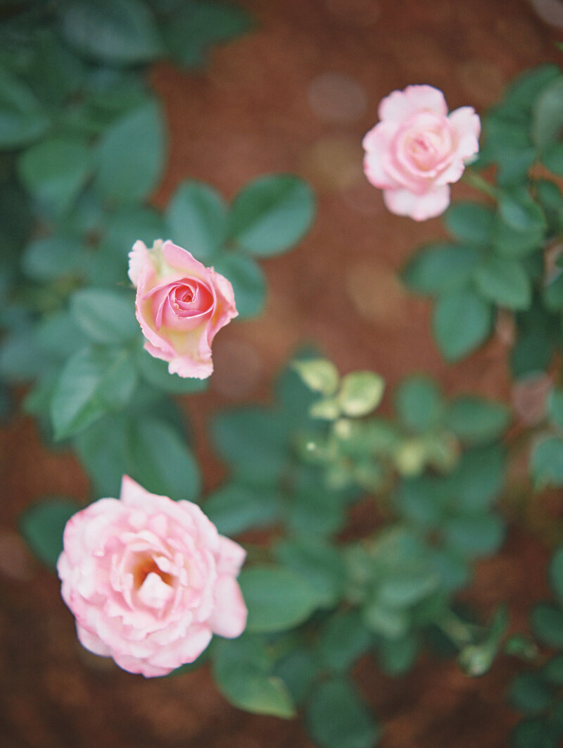 dallas_arboretum_engagement_session_md-13