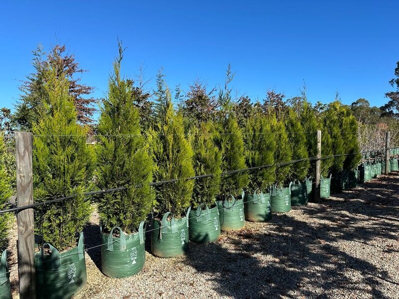 Conifers - Western Red Cedar - Upright - Thuja Plicata Fastigiata
