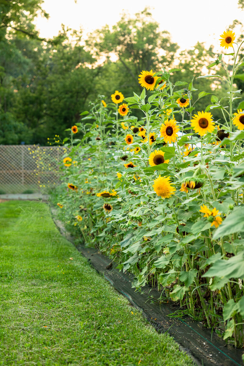 Sunflower Minis-6