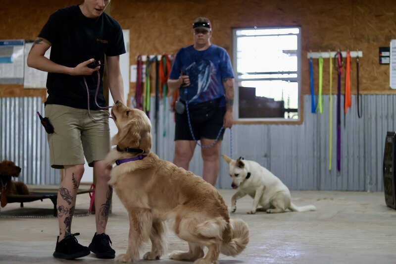 golden retriever learning obedience
