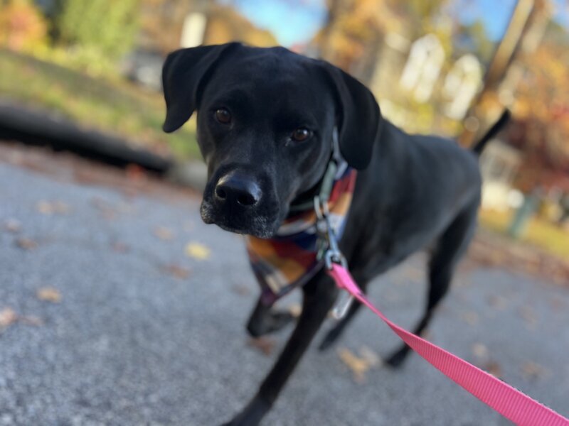 Pup2