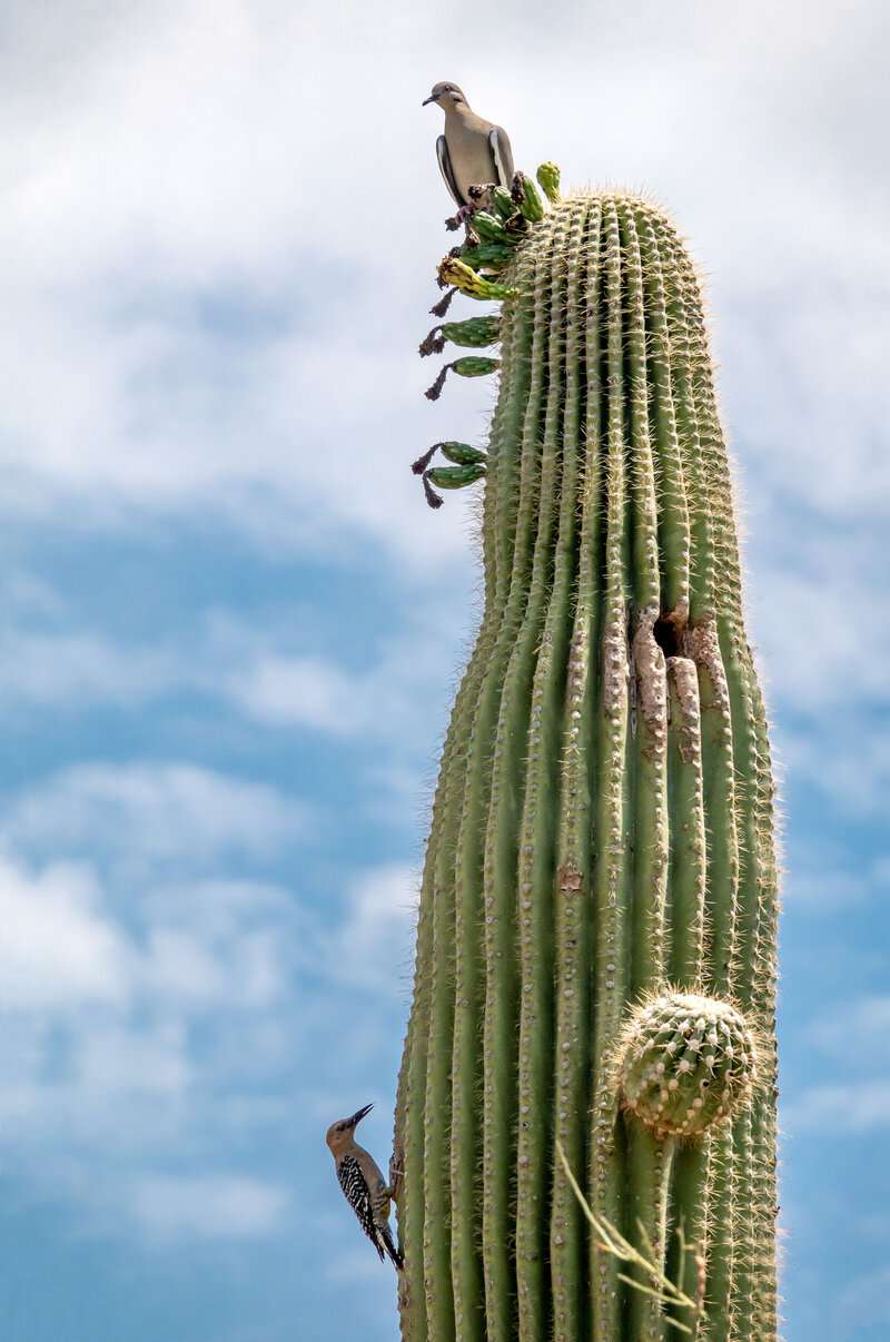 Birds-on-Saguaro