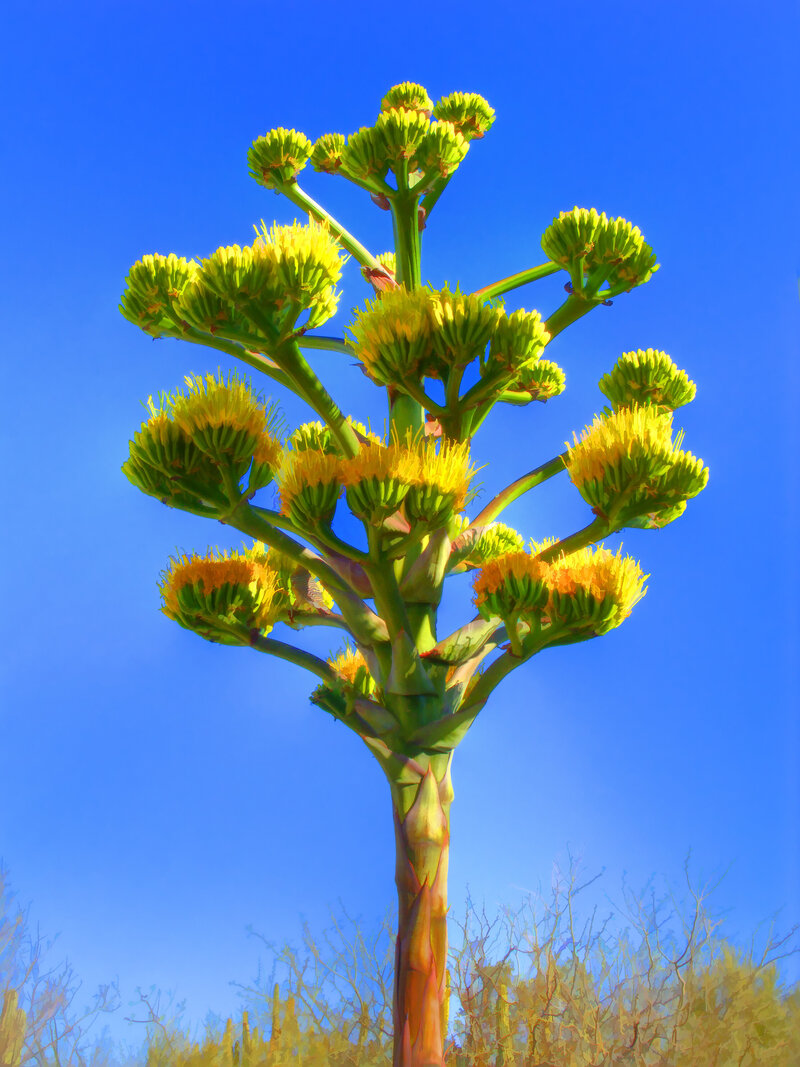 Agave Inflorescence