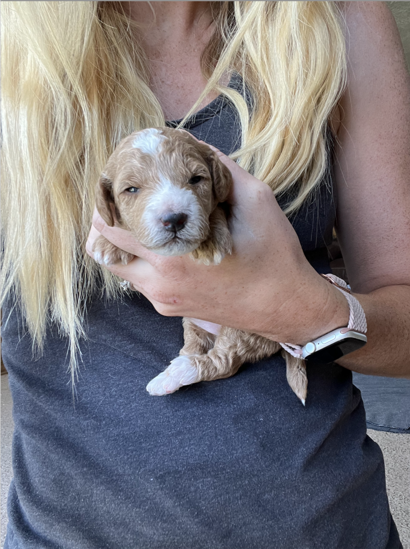 Screenshot 2024-08-27 at 11.59.27 AM