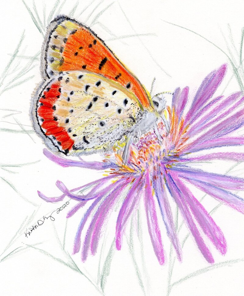 kd gregory fine art - butterfly study 5
