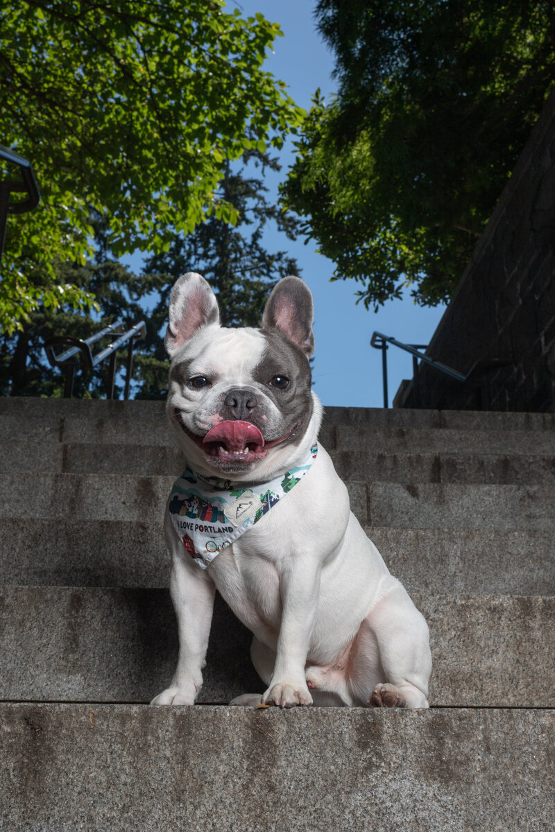 Frenchie on steps