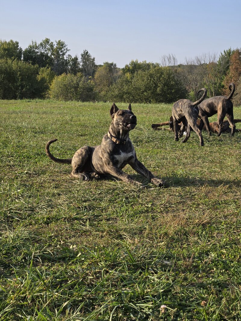 Presa Canarios Puppies \u0026 Dogs For Sale In Illinois | Cabeza Grande Kennel, image size:800x1067