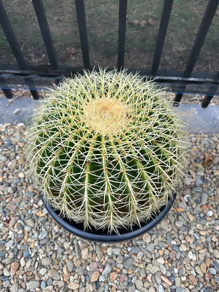 Echinocactus Grusonii | Golden Barrel Cactus