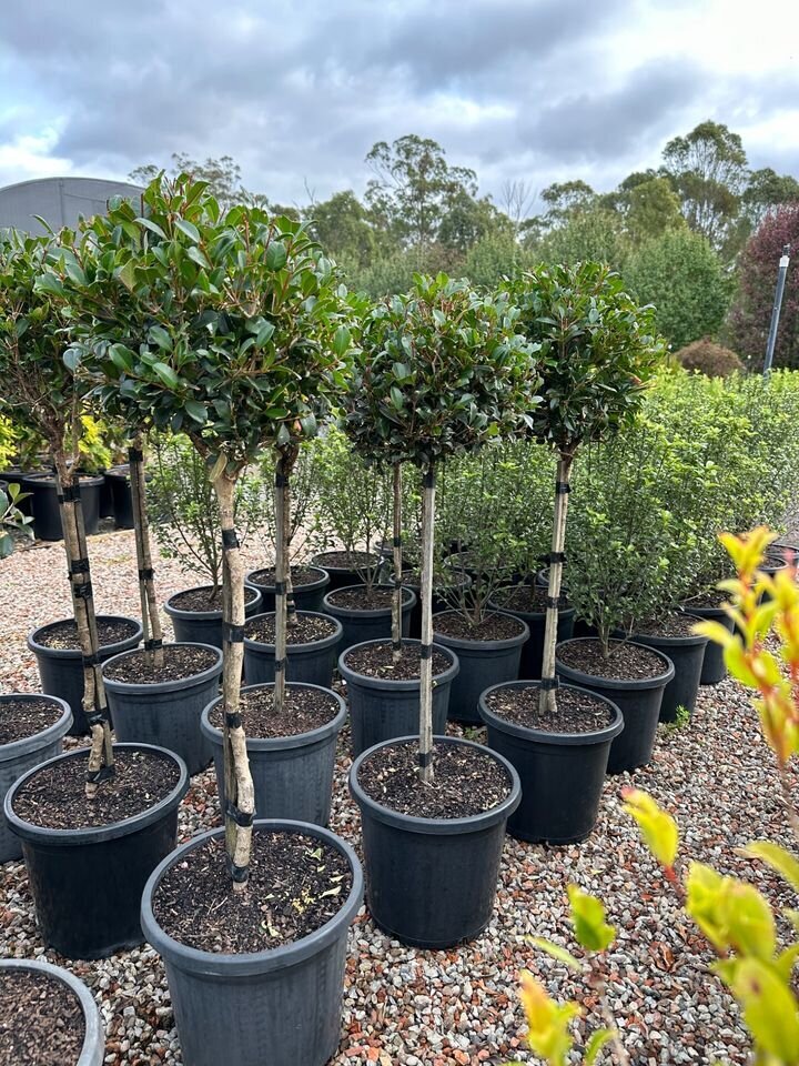 Syzygium 'Resilience' - Lilly Pilly Resilience Standards