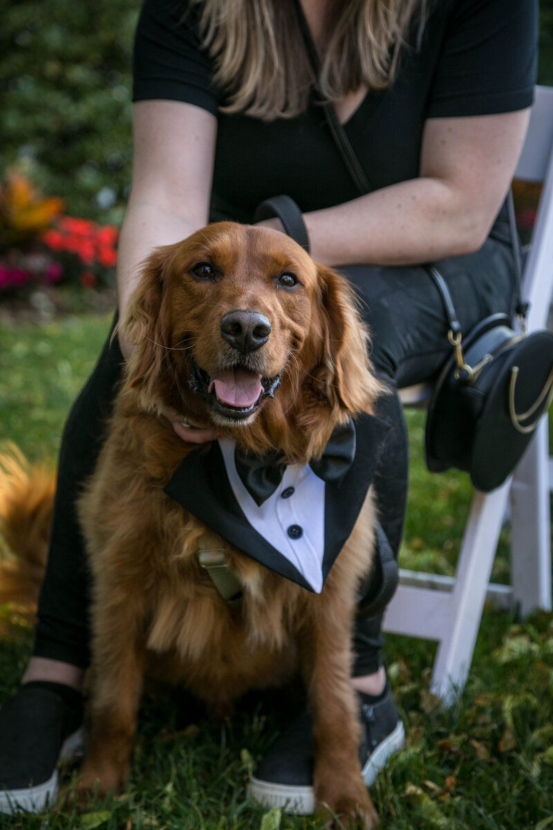 Pawfect for You Pet Care during wedding New York Massachusetts Connecticut New Jersey Pennsylvania Maryland Virginia 44