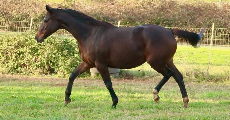 Tina Sparkle in Foal To R Blue Moon