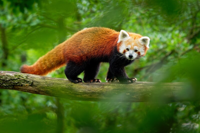 Nepal—Red Panda © Martin Pelanek-shutterstock_2083009045