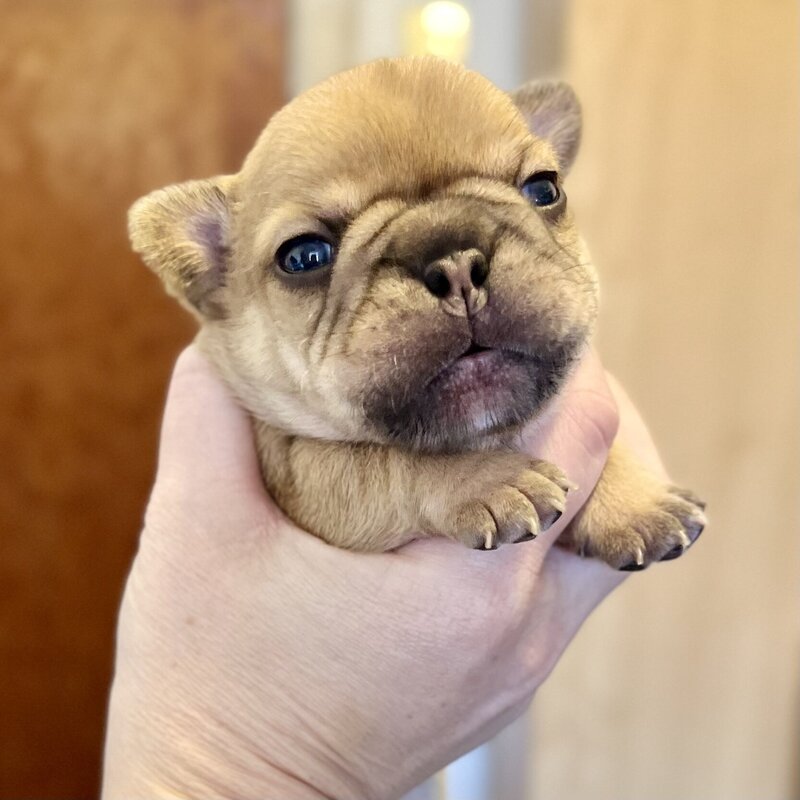 Available Frenchie puppies from LMN Bulldogs in Montreal
