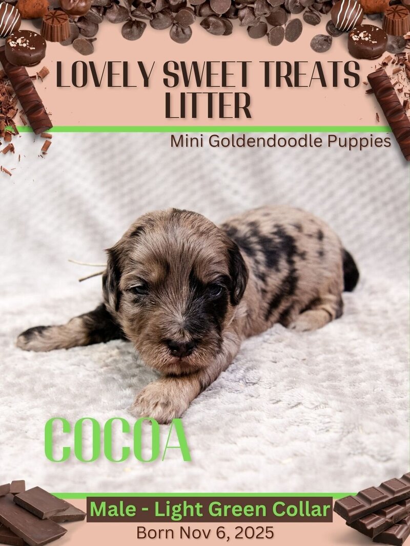 Sweet Treats - Lt Green Cocoa Male