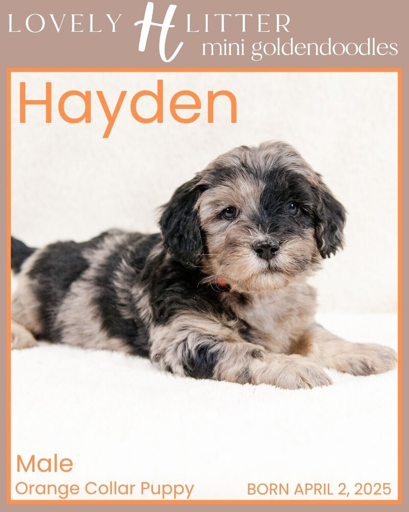 H Puppies - Orange Hayden Male