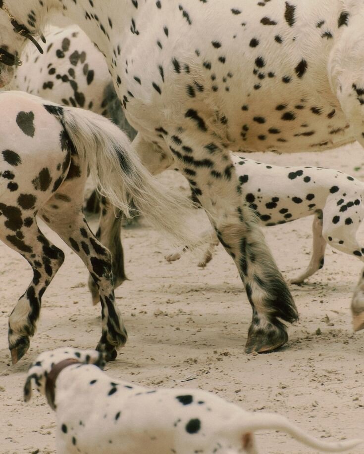 03fa69a5ffb132018f1eb6b4ed6cb944