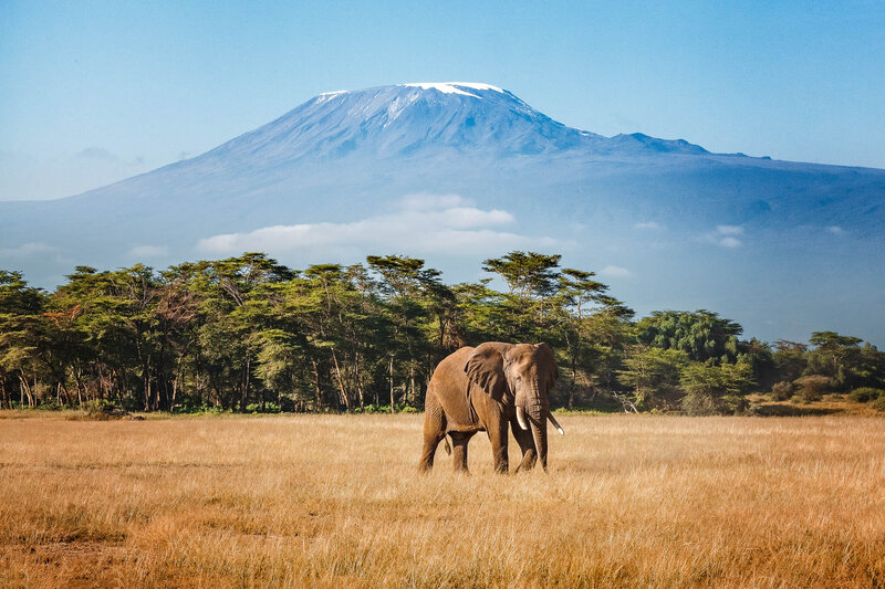 Elephant walking across grassy plain with Mount Kilimanjaro in the background under a clear blue sky.