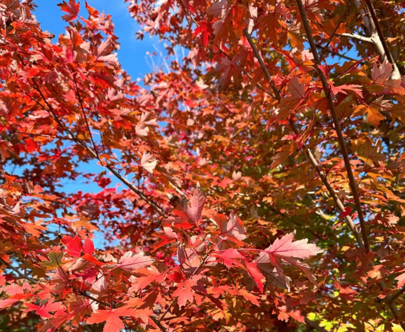 Lipstick maple - October Glory - Acer Rubum - Sydney Plant Nursery - Go Green Nurseries