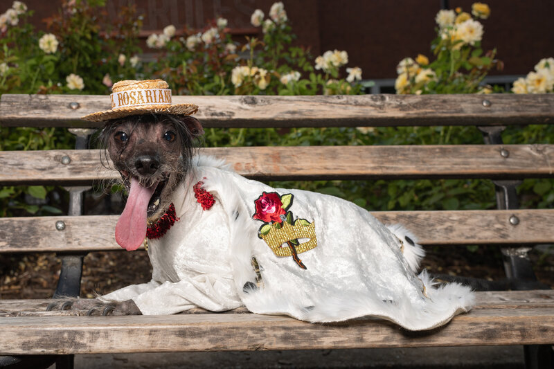 Dog in costume on bench