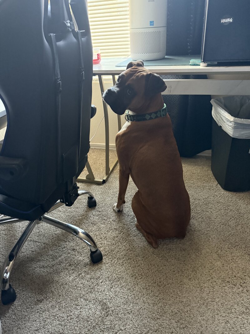 happy dogs with dog sitting and boarding business in fort worth texas