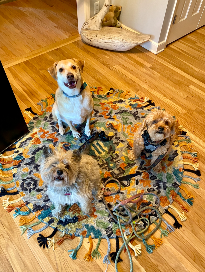 3 dogs sitting on a colorful rug and paying close attention to the camera