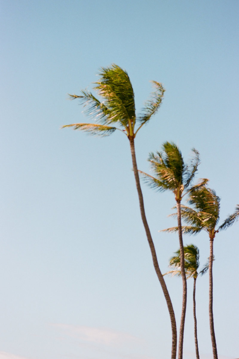 Palm tree tops against skyline