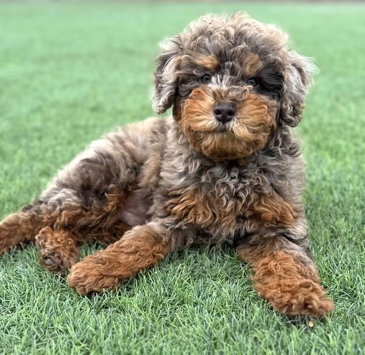 Red goldendoodle puppy Texas breeding.
