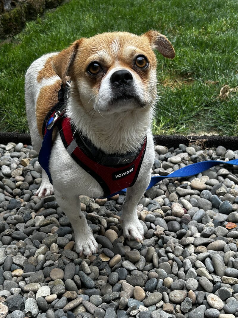 Smuggy (3)