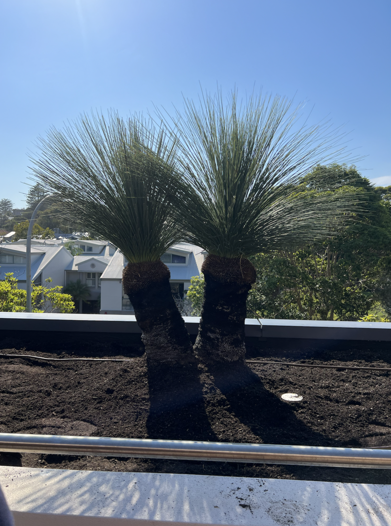Multi trunk grass tree - Go Green Nurseries