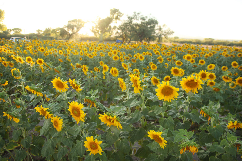 sunflower field2