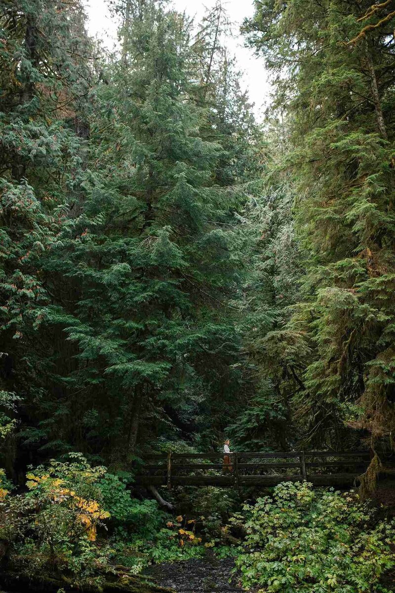 A person stands on a wooden bridge surrounded by dense, tall evergreen trees in a forest setting.