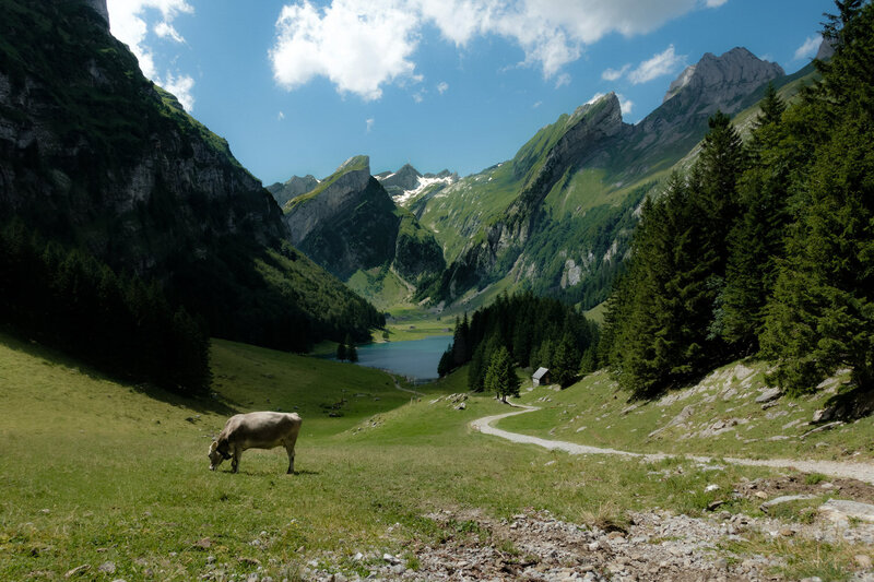 A cow stands in a mountain valley in Switzerland