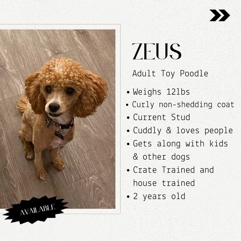 Guardian - 6th page Zeus