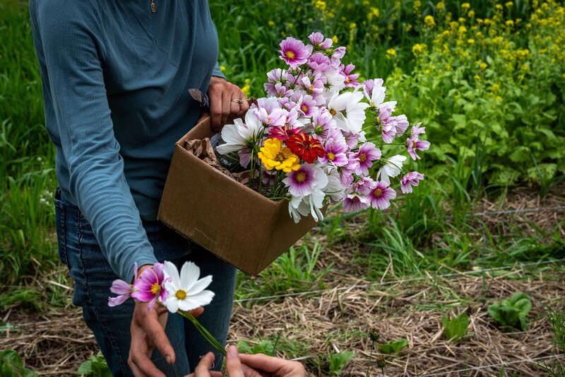 Farmer in Hartford, CT holding a box of flowers they've picked for Mercado Popular