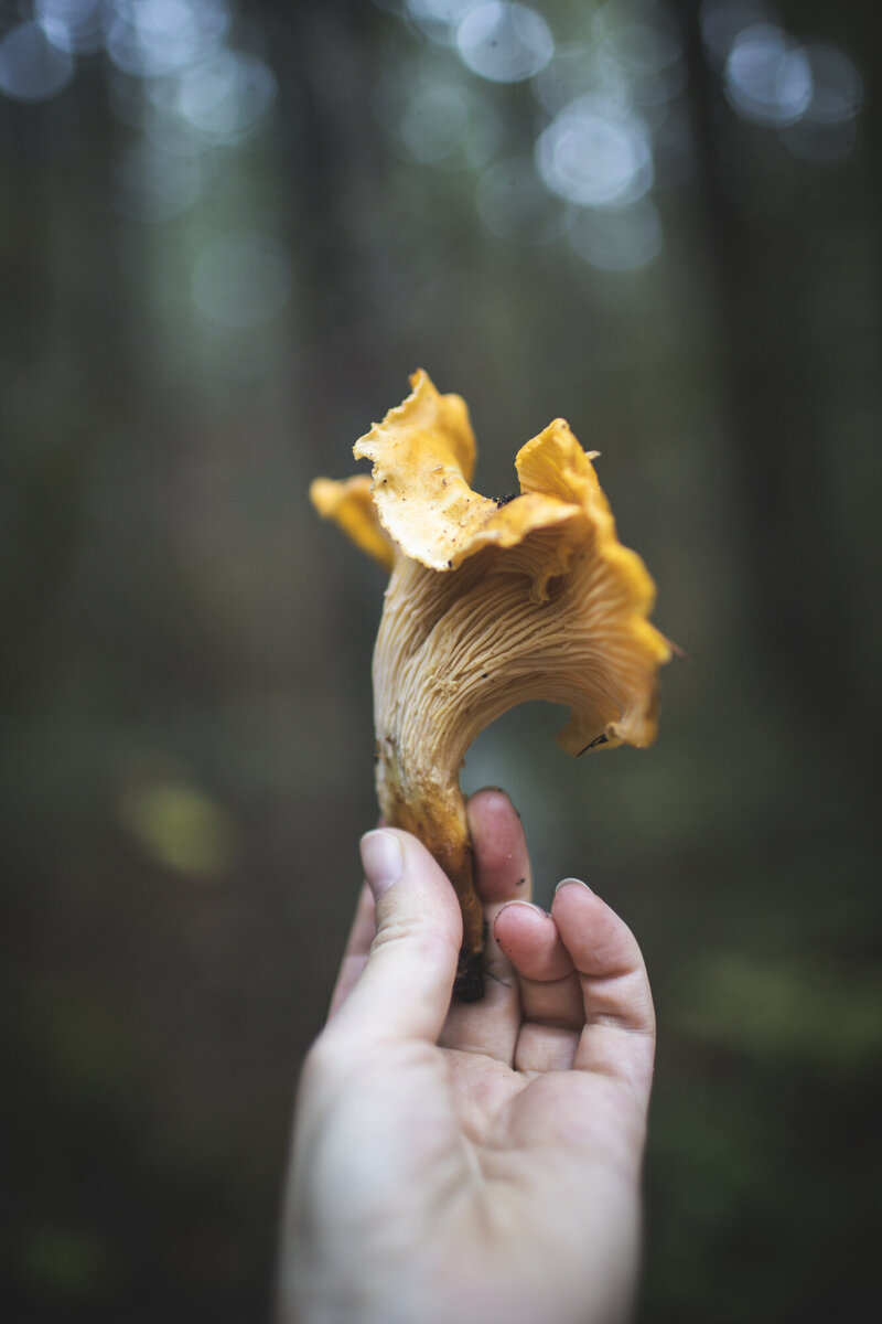 Mushroom Foraging-9