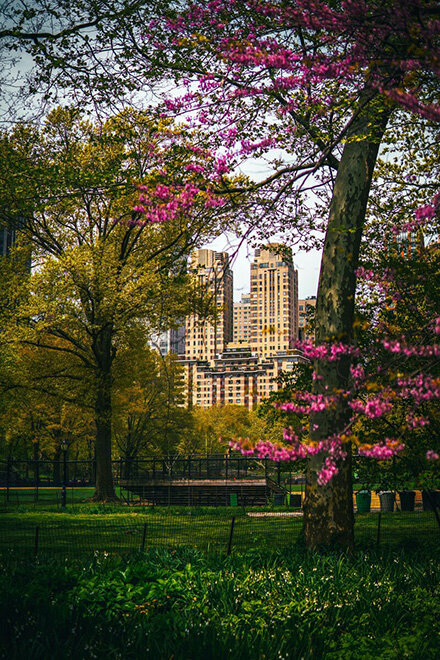 A peaceful park scene featuring a bench under a tree blooming with pink flowers, perfect for relaxation.