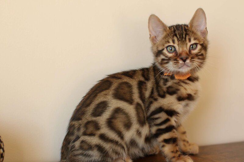 Diva x Bronco_Orange_4