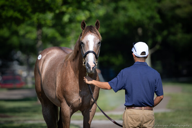 A horse at a Thoroughbred sale.