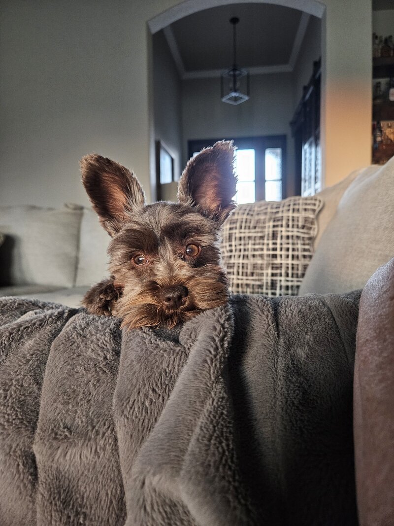 Cute teacup schnauzer