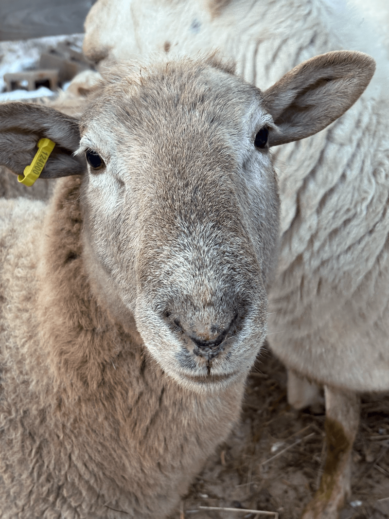 Righteous Moose Moose's Rescue Story Lily's Place Animal Sanctuary